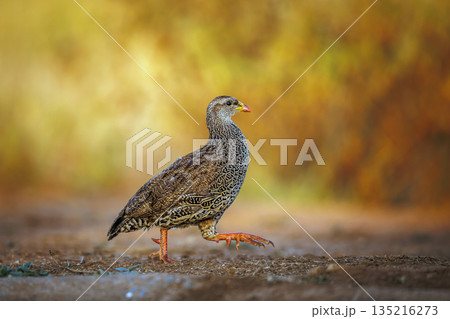 Natal francolin in Greater Kruger National park, South Africa 135216273