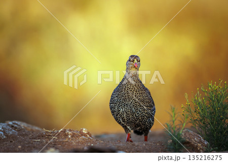 Natal francolin in Greater Kruger National park, South Africa Natal francolin in Greater Kruger National park, South Africa 135216275