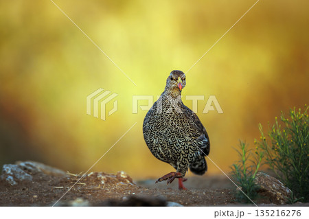 Natal francolin in Greater Kruger National park, South Africa Natal francolin in Greater Kruger National park, South Africa 135216276