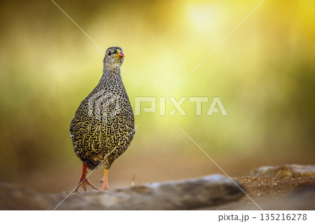 Natal francolin in Greater Kruger National park, South Africa Natal francolin in Greater Kruger National park, South Africa 135216278
