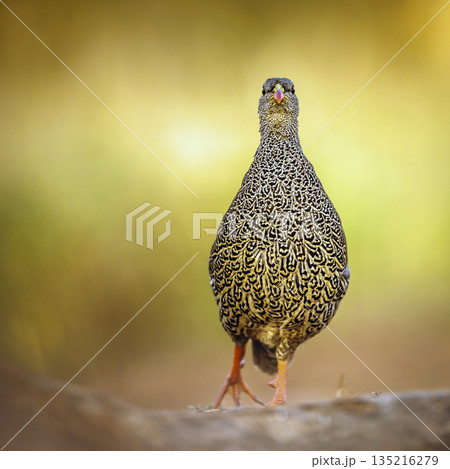 Natal francolin in Greater Kruger National park, South Africa Natal francolin in Greater Kruger National park, South Africa 135216279