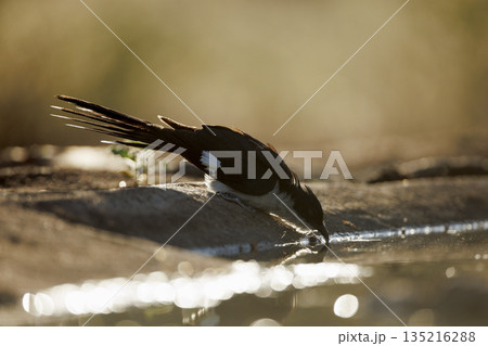 Pied Cuckoo in Greater Kruger National park, South Africa Pied Cuckoo in Greater Kruger National park, South Africa 135216288