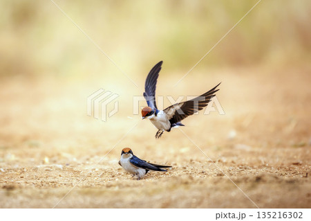 Wire tailed Swallow in Greater Kruger National park, South Africa 135216302