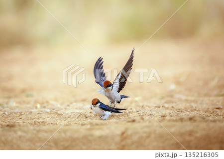 Wire tailed Swallow in Greater Kruger National park, South Africa Wire tailed Swallow in Greater Kruger National park, South Africa 135216305