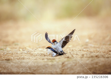 Wire tailed Swallow in Greater Kruger National park, South Africa 135216306