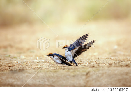 Wire tailed Swallow in Greater Kruger National park, South Africa 135216307