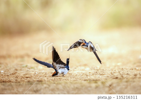 Wire tailed Swallow in Greater Kruger National park, South Africa 135216311