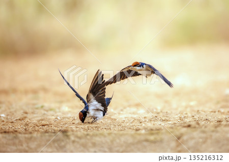 Wire tailed Swallow in Greater Kruger National park, South Africa Wire tailed Swallow in Greater Kruger National park, South Africa 135216312