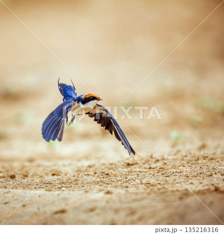 Wire tailed Swallow in Greater Kruger National park, South Africa Wire tailed Swallow in Greater Kruger National park, South Africa 135216316