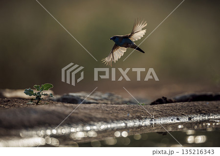 Blue breasted Cordonbleu in Greater Kruger National park, South Africa 135216343