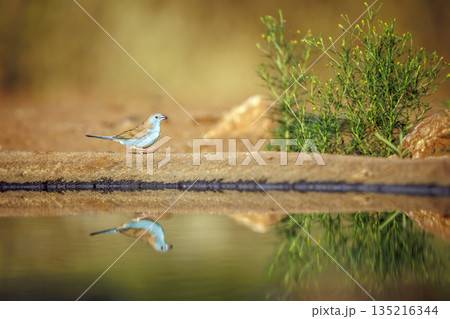 Blue breasted Cordonbleu in Greater Kruger National park, South Africa 135216344
