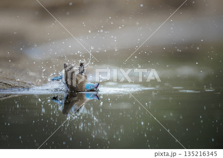 Blue breasted Cordonbleu in Greater Kruger National park, South Africa 135216345