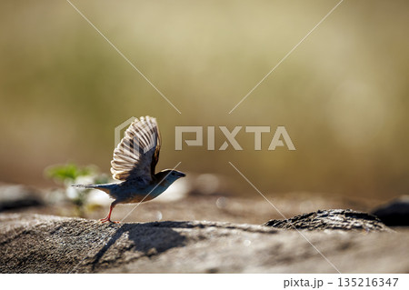 Blue breasted Cordonbleu in Greater Kruger National park, South Africa 135216347