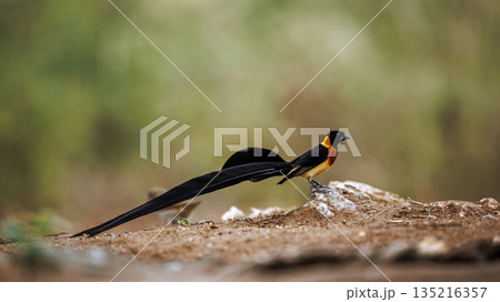 Eastern Paradise Whydah in Greater Kruger National park, South Africa Eastern Paradise Whydah in Greater Kruger National park, South Africa 135216357