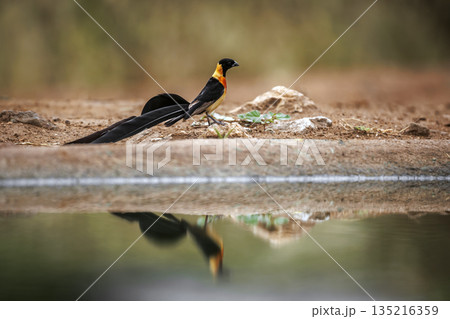 Eastern Paradise Whydah in Greater Kruger National park, South Africa 135216359