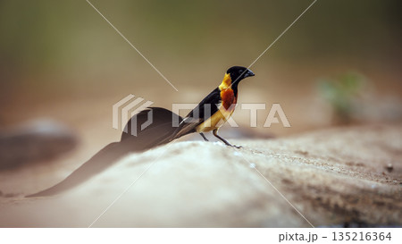 Eastern Paradise Whydah in Greater Kruger National park, South Africa 135216364