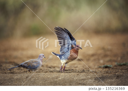 Laughing Dove in Greater Kruger National park, South Africa Laughing Dove in Greater Kruger National park, South Africa 135216369