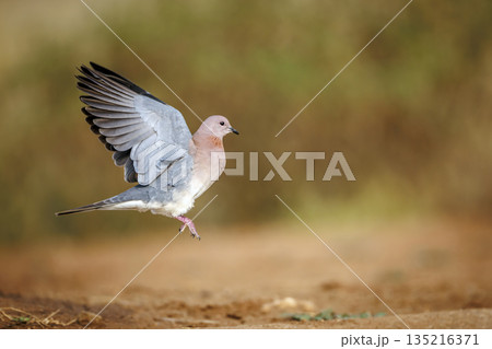 Laughing Dove in Greater Kruger National park, South Africa Laughing Dove in Greater Kruger National park, South Africa 135216371