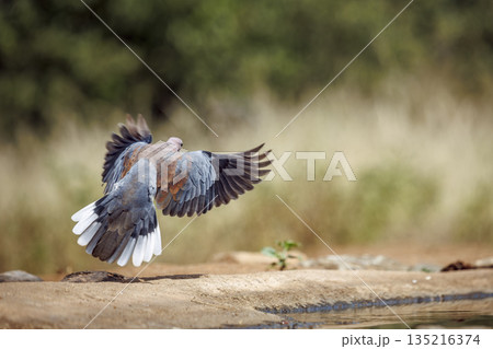 Laughing Dove in Greater Kruger National park, South Africa 135216374