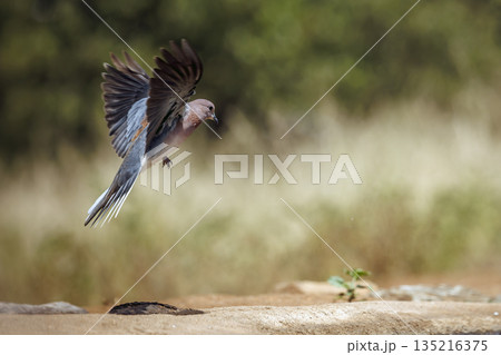 Laughing Dove in Greater Kruger National park, South Africa 135216375