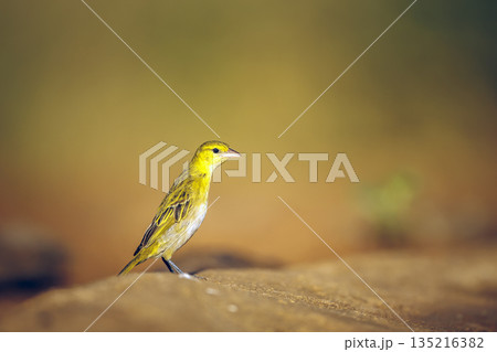 Lesser Masked Weaver in Greater Kruger National park, South Africa 135216382