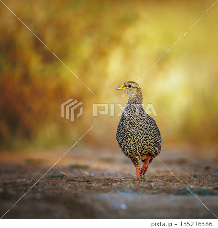 Natal francolin in Greater Kruger National park, South Africa 135216386