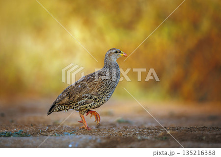 Natal francolin in Greater Kruger National park, South Africa Natal francolin in Greater Kruger National park, South Africa 135216388