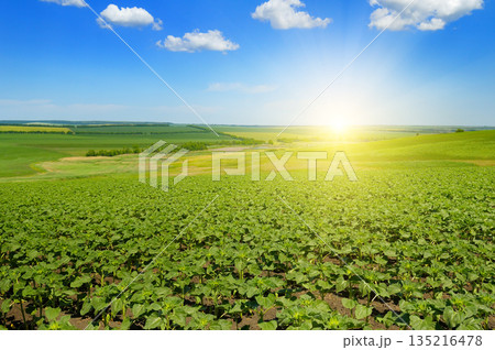 Field of young green sunflowers under a bright morning sun Field of young green sunflowers under a bright morning sun 135216478