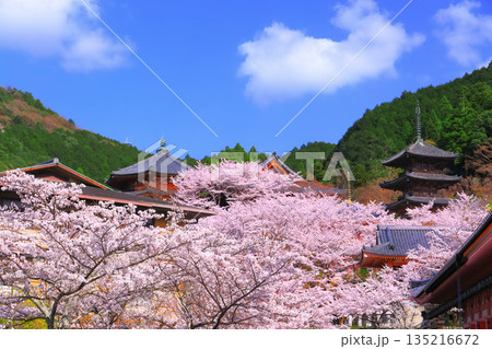 【奈良県】桜が満開の壺阪寺（桜大仏） 135216672