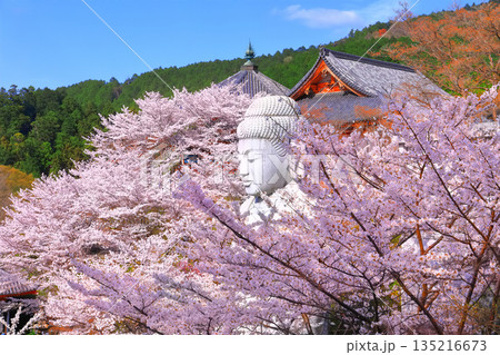 【奈良県】桜が満開の壺阪寺（桜大仏） 135216673
