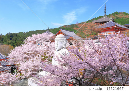 【奈良県】桜が満開の壺阪寺（桜大仏） 135216674