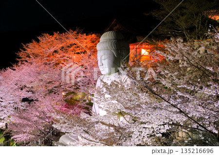 【奈良県】桜が満開の壺阪寺の夜景（桜大仏） 135216696