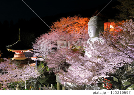 【奈良県】桜が満開の壺阪寺の夜景（桜大仏） 135216697