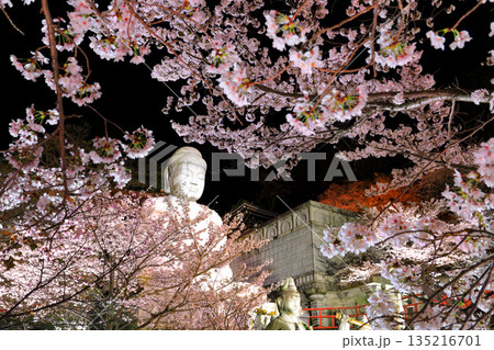 【奈良県】桜が満開の壺阪寺の夜景（桜大仏） 135216701