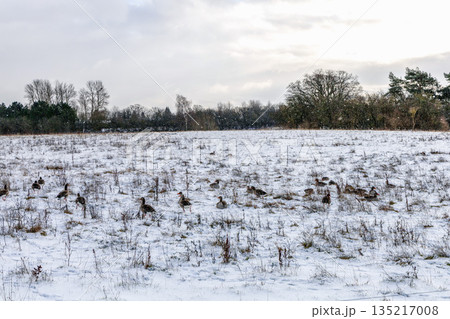 Snowy rural meadow with flock of wild geese Snowy rural meadow with flock of wild geese 135217008