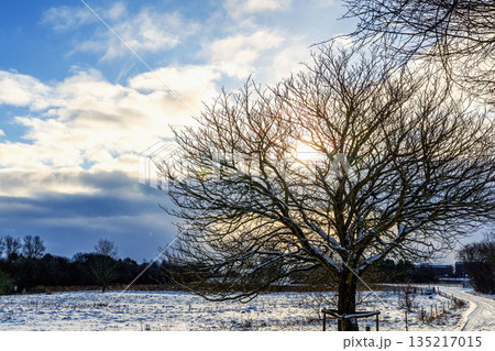 Winter landscape with tree in foreground and snowy field. Winter landscape with tree in foreground and snowy field. 135217015