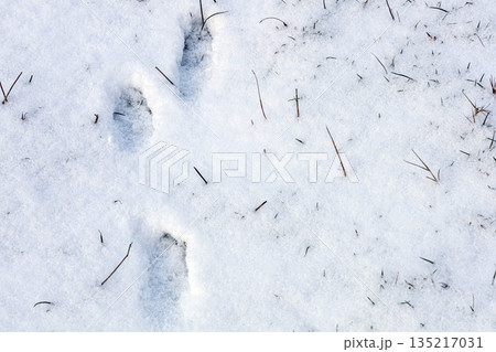 Wild animal footprints in snowy grass during winter Wild animal footprints in snowy grass during winter 135217031