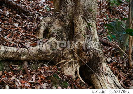 木の根元 135217067