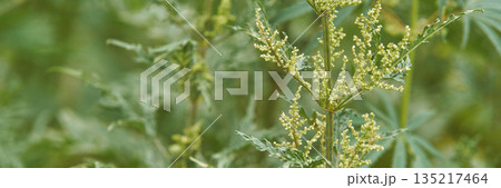 Close-up of lush greenery with detailed leaves and budding plant in natural Close-up of lush greenery with detailed leaves and budding plant in natural 135217464