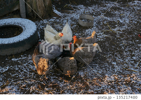 Group of chickens pecking food in snowy farmyard setting with tire and bowl 135217480