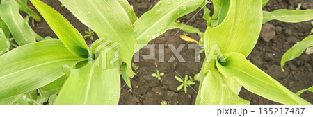 Close-up view of vibrant green corn leaves in a fertile field after rainfall Close-up view of vibrant green corn leaves in a fertile field after rainfall 135217487