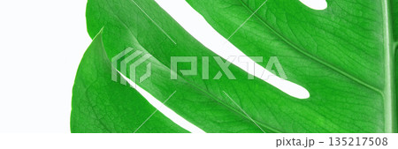 Close-up of vibrant green monstera leaf with prominent veins and natural Close-up of vibrant green monstera leaf with prominent veins and natural 135217508