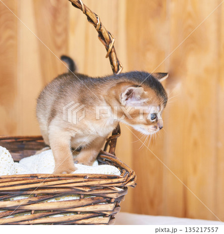 Abyssinian kitten exploring wicker basket against wooden background Abyssinian kitten exploring wicker basket against wooden background 135217557