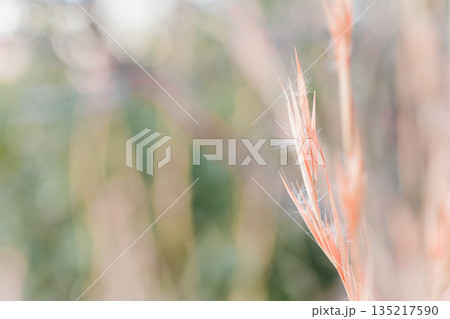 メリケンカルカヤ 135217590