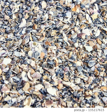Close-up of colorful seashell fragments on a sandy beach surface Close-up of colorful seashell fragments on a sandy beach surface 135217615