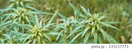 Close-up of green foliage with raindrops in a lush garden setting 135217771