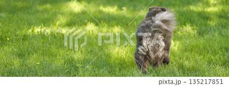 Fluffy brown dog sniffing grass in sunny park 135217851