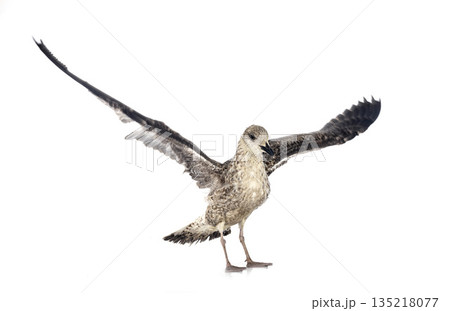 European herring gull 135218077