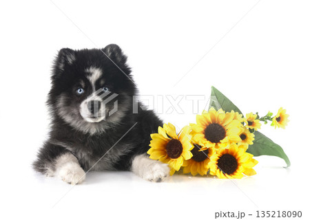 Pomsky in studio 135218090