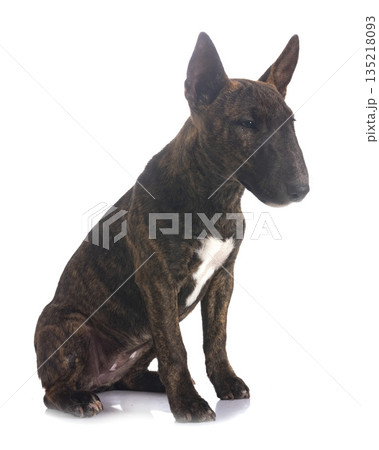 miniature bull terrier in studio miniature bull terrier in studio 135218093